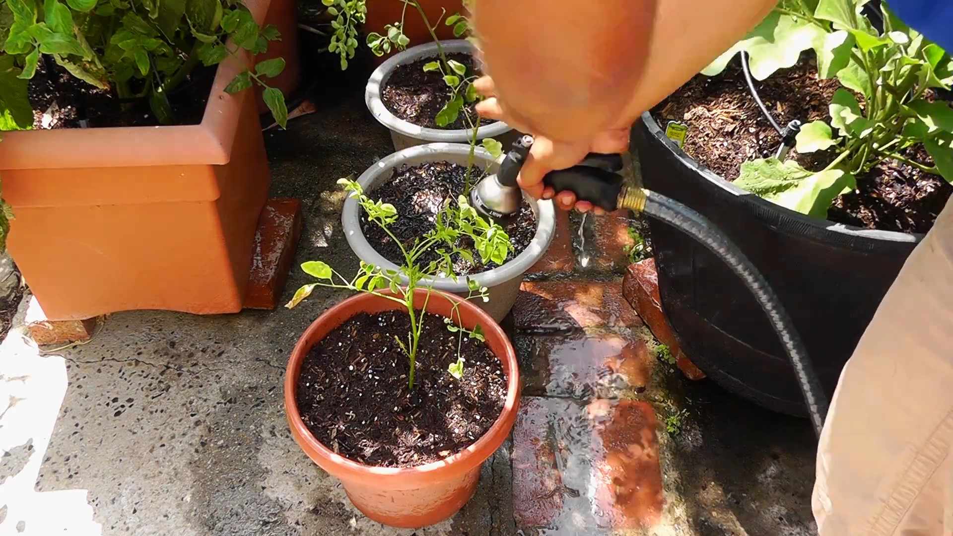 Malunggay home garden benefits