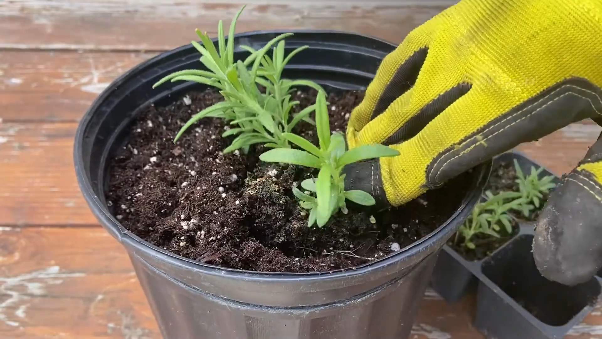 Growing Rosemary Indoors