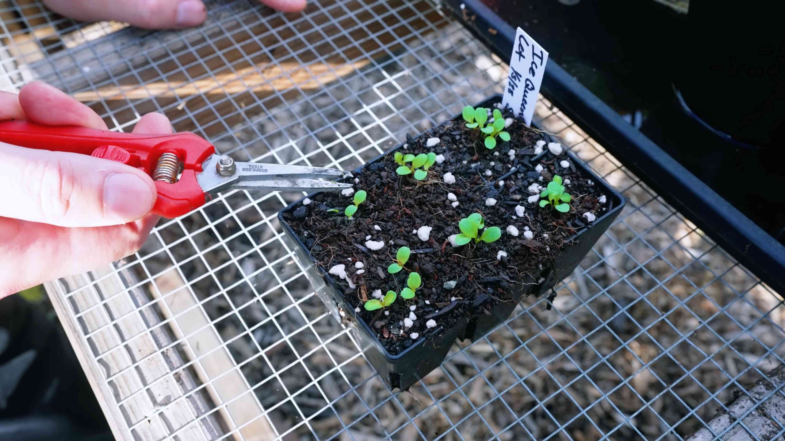 Lettuce Bowl from Seed