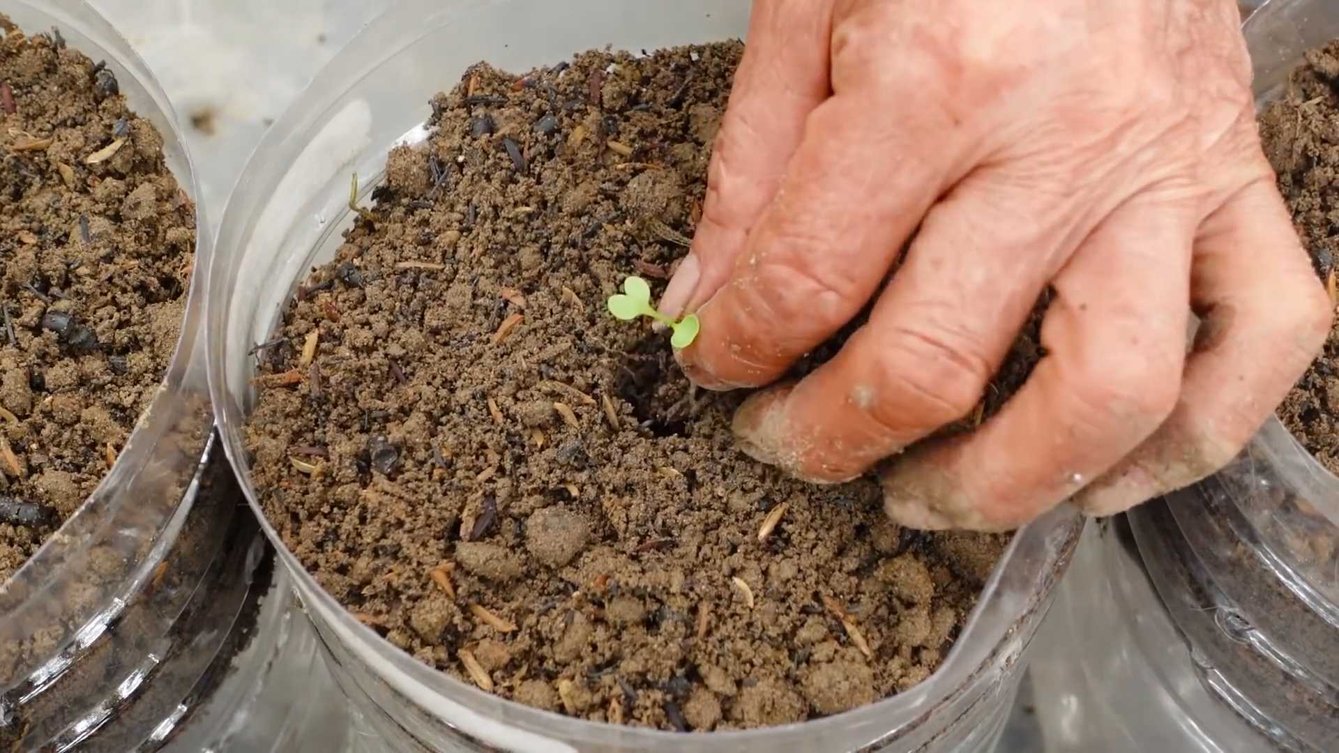 Grow Your Own Kale
