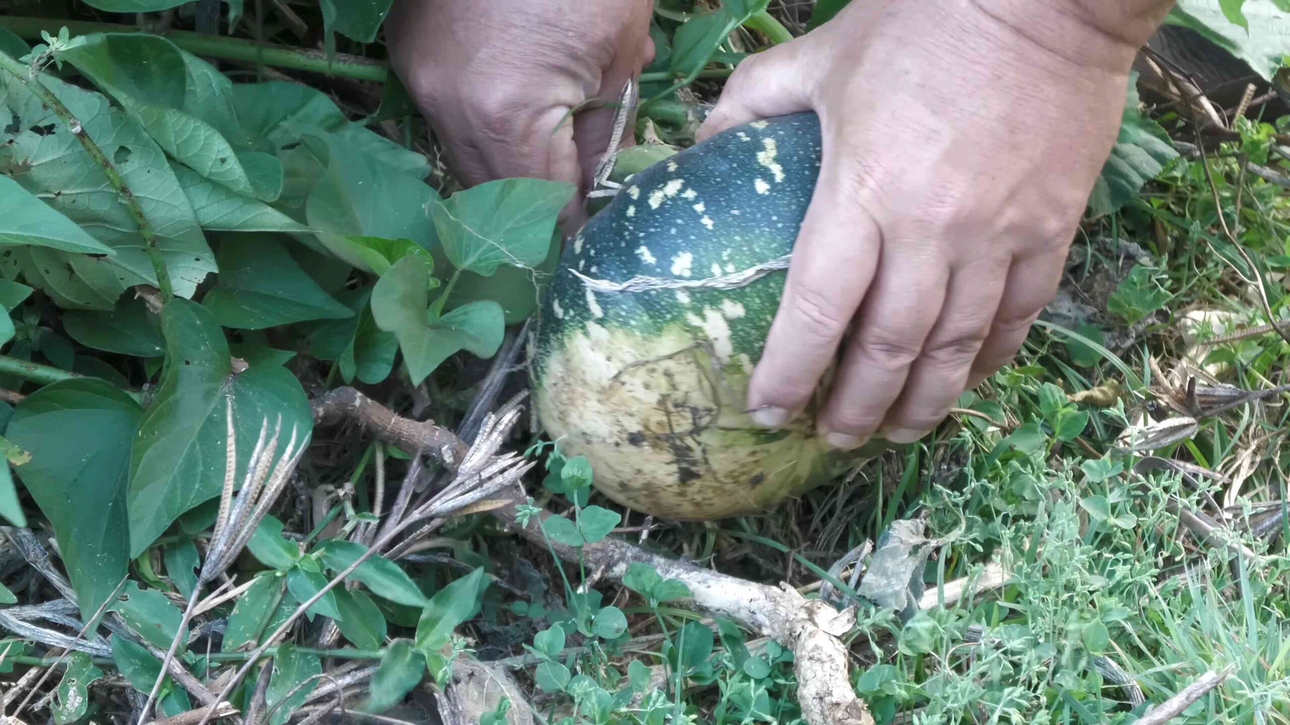 Growing Squash at Home