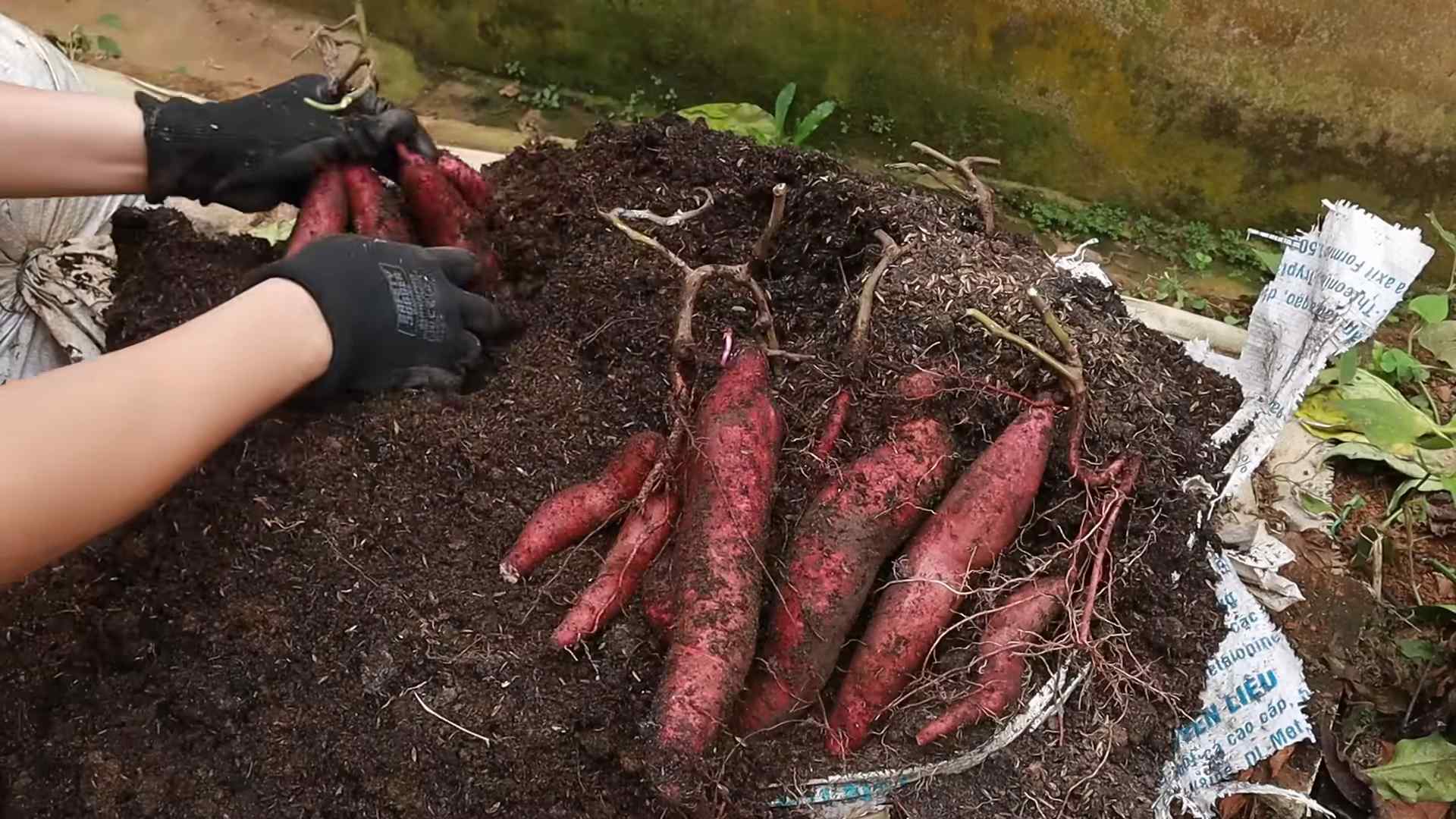 Grow Sweet Potato Tops
