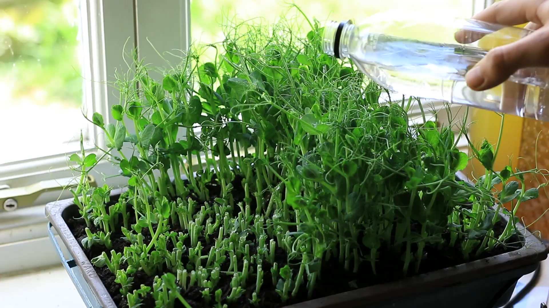 Grow Pea Shoots at Home