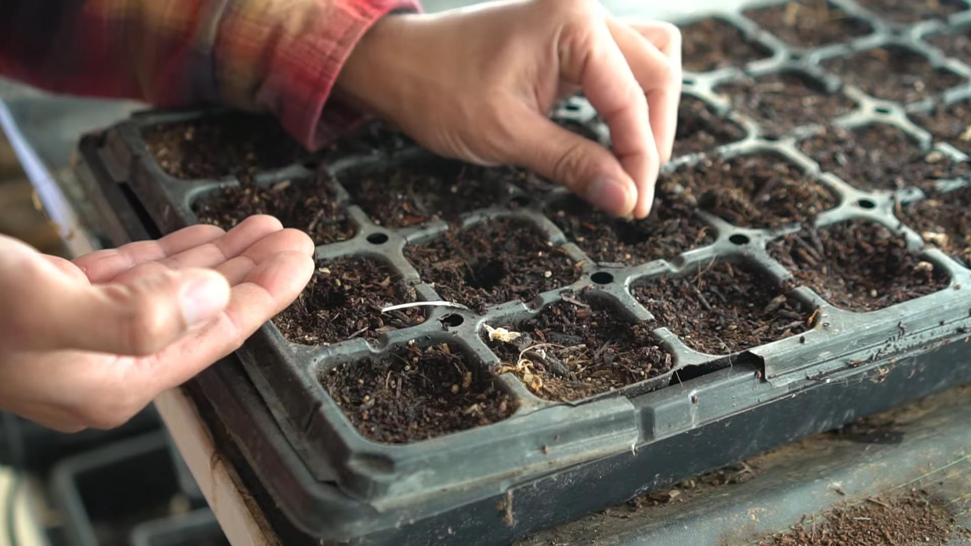 Eggplant gardening tips