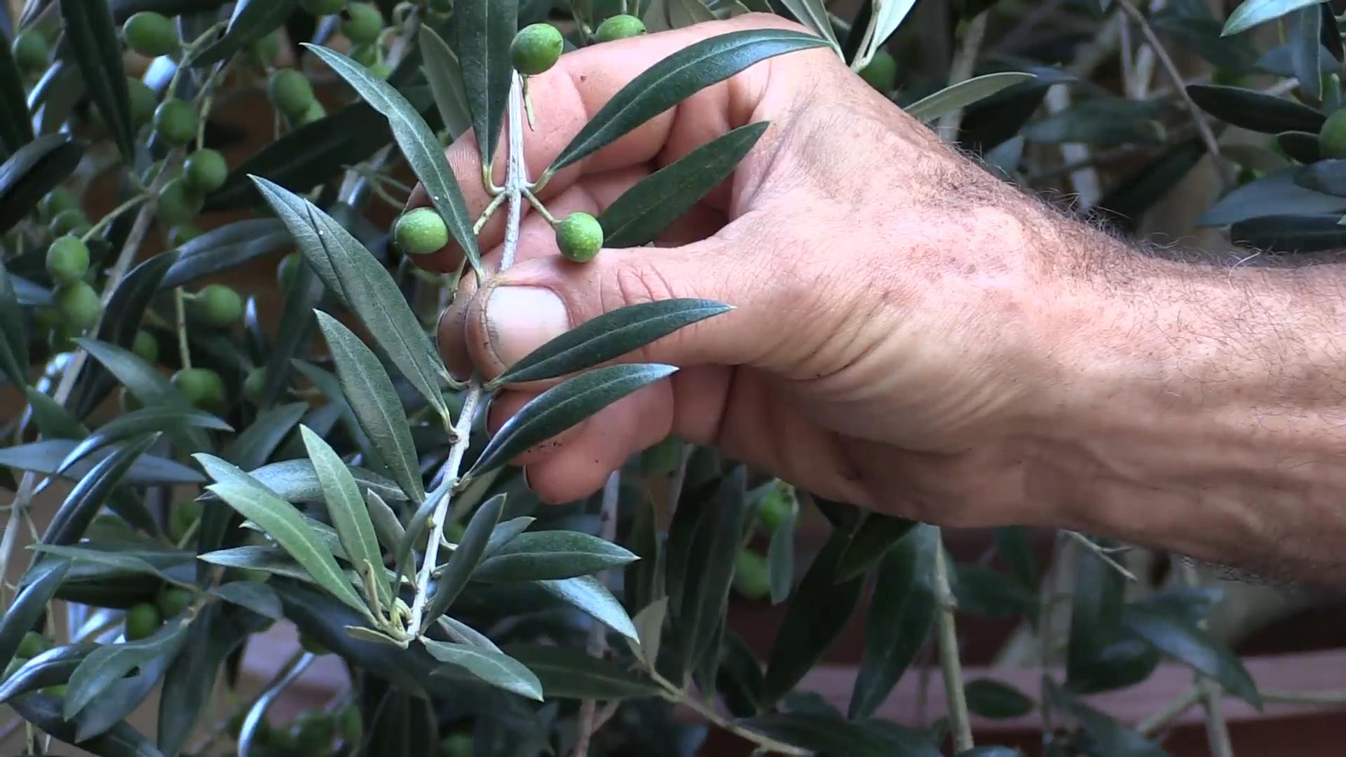Growing Table Olives at Home