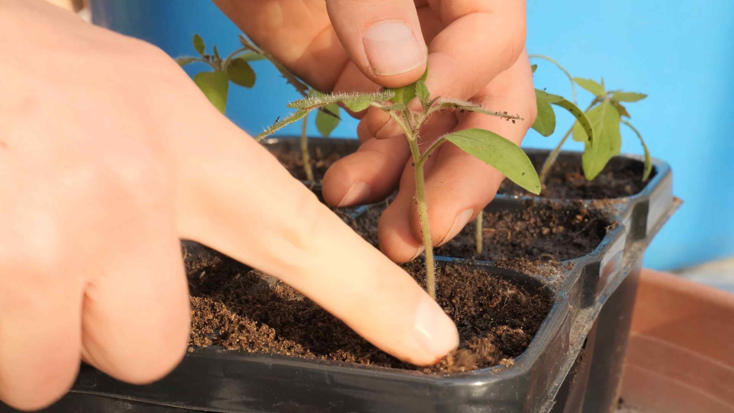 Growing tomatoes backyard guide