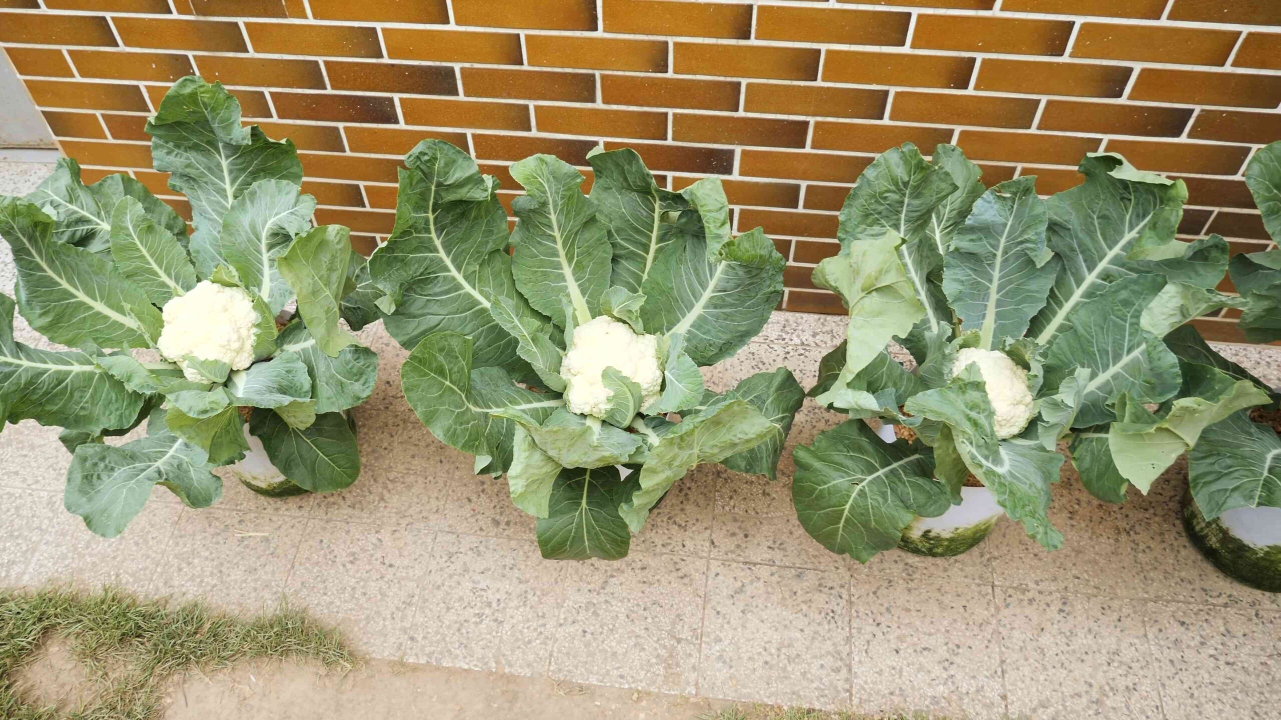 Growing Cauliflower from Seed