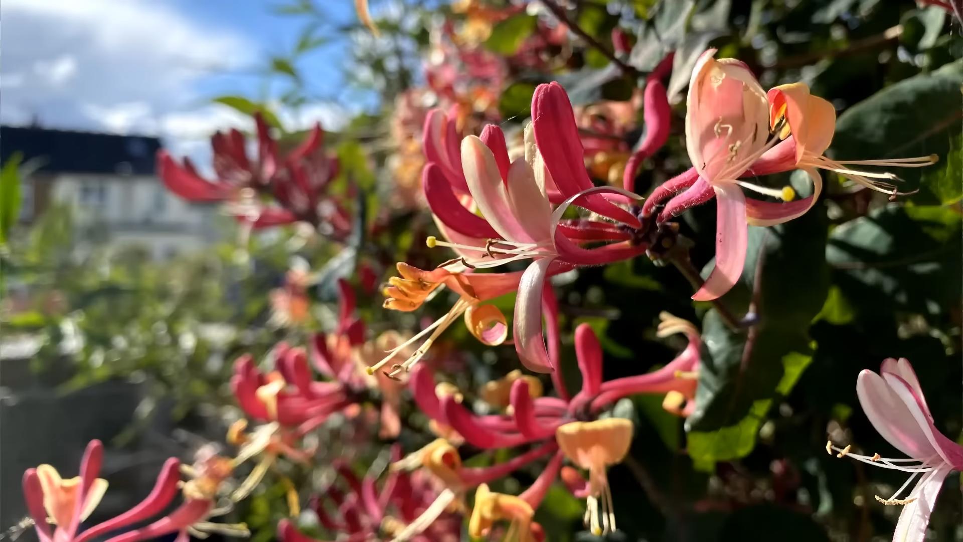 Growing Honeysuckle on Trellis