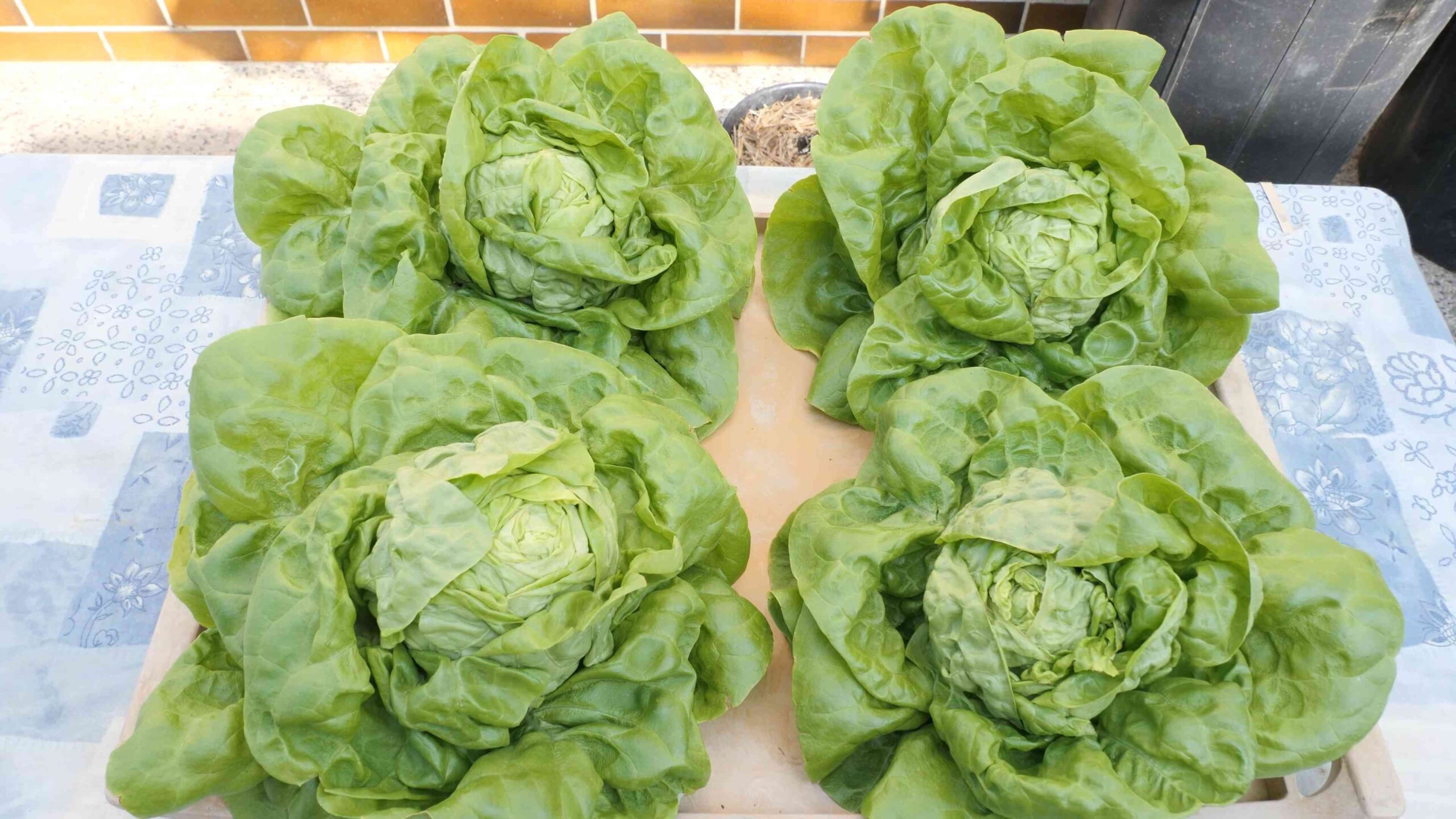 Container Lettuce Gardening