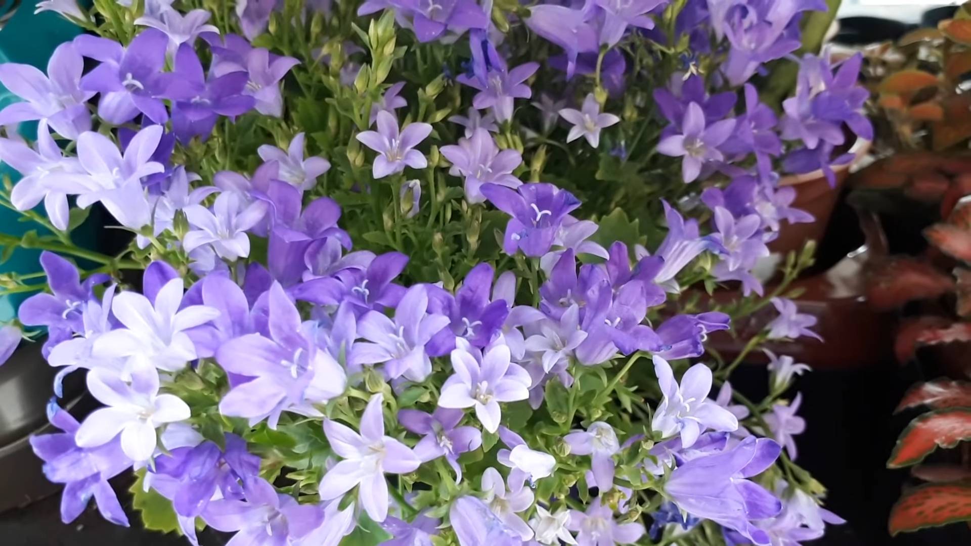 Grow Bellflowers at Home