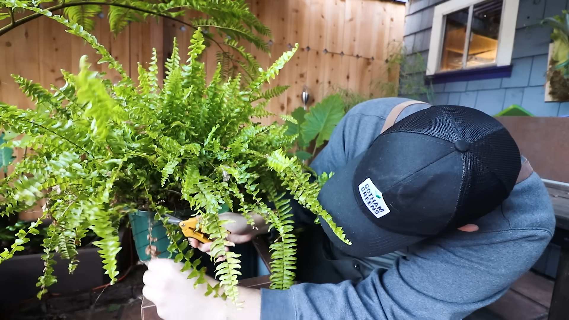 Fern Care Indoor