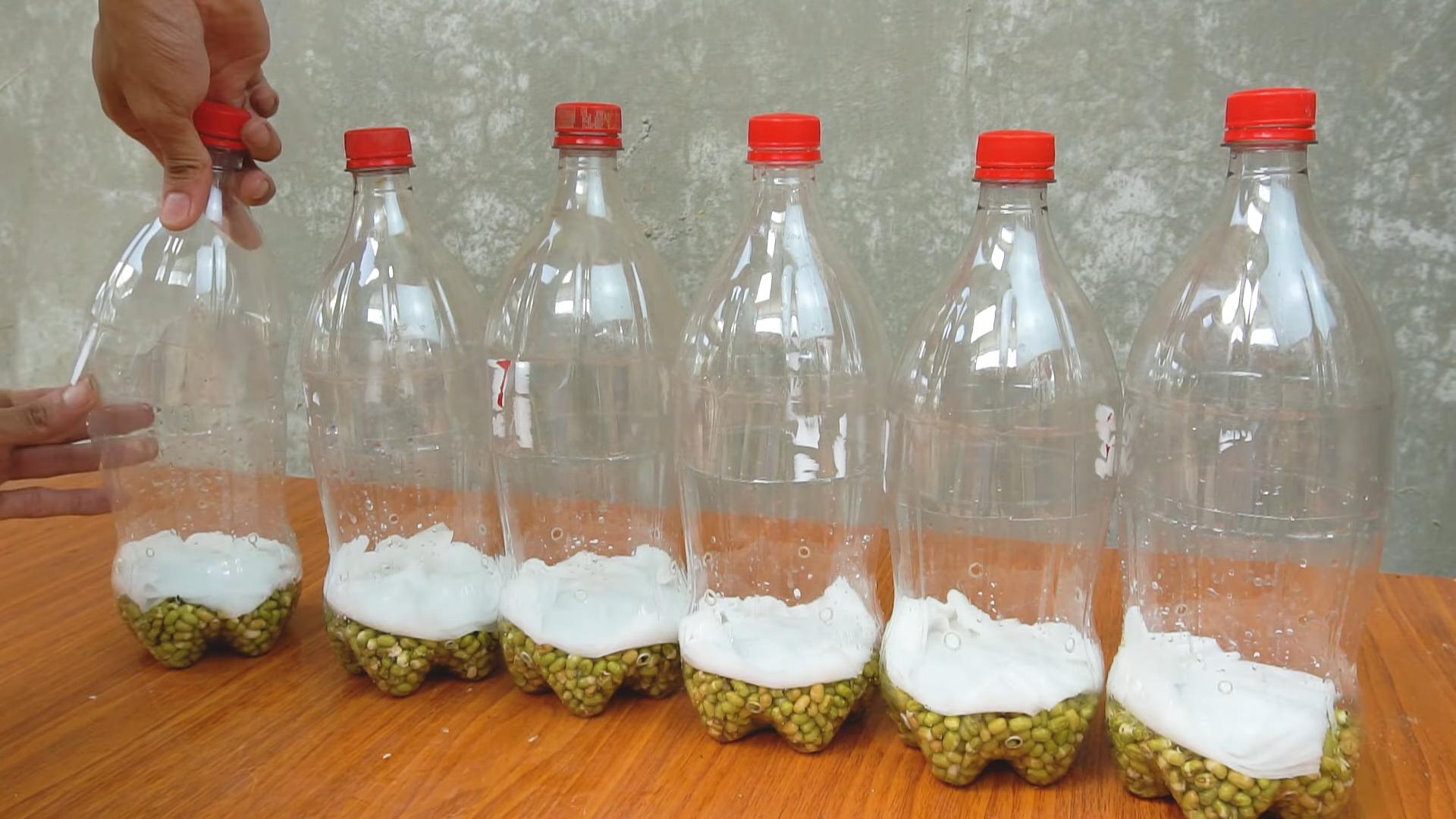 Growing bean sprouts at home