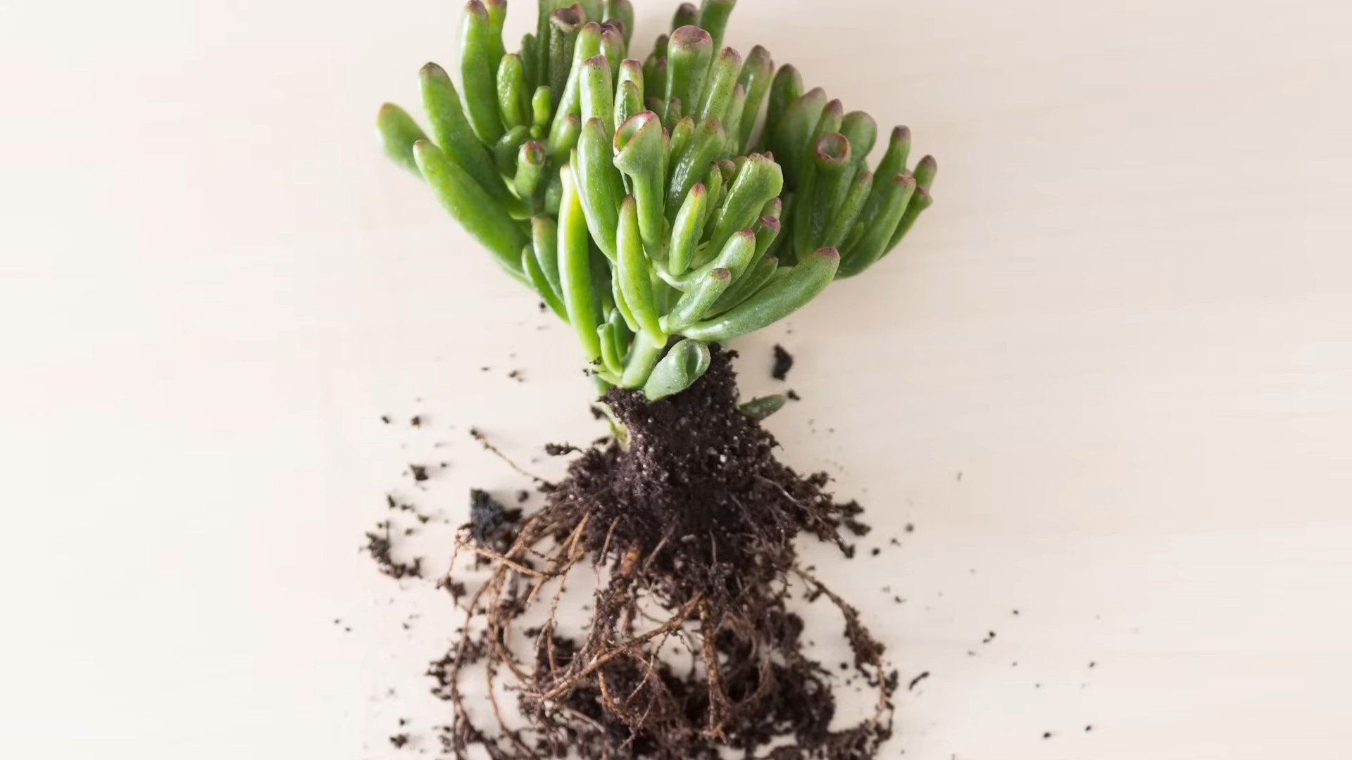 Indoor Succulents Home Decor