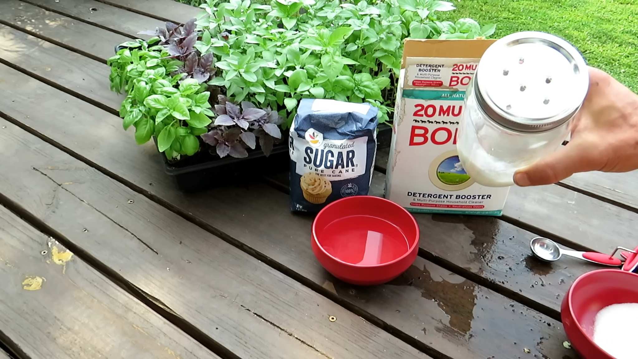Ants in Garden Sugar Borax