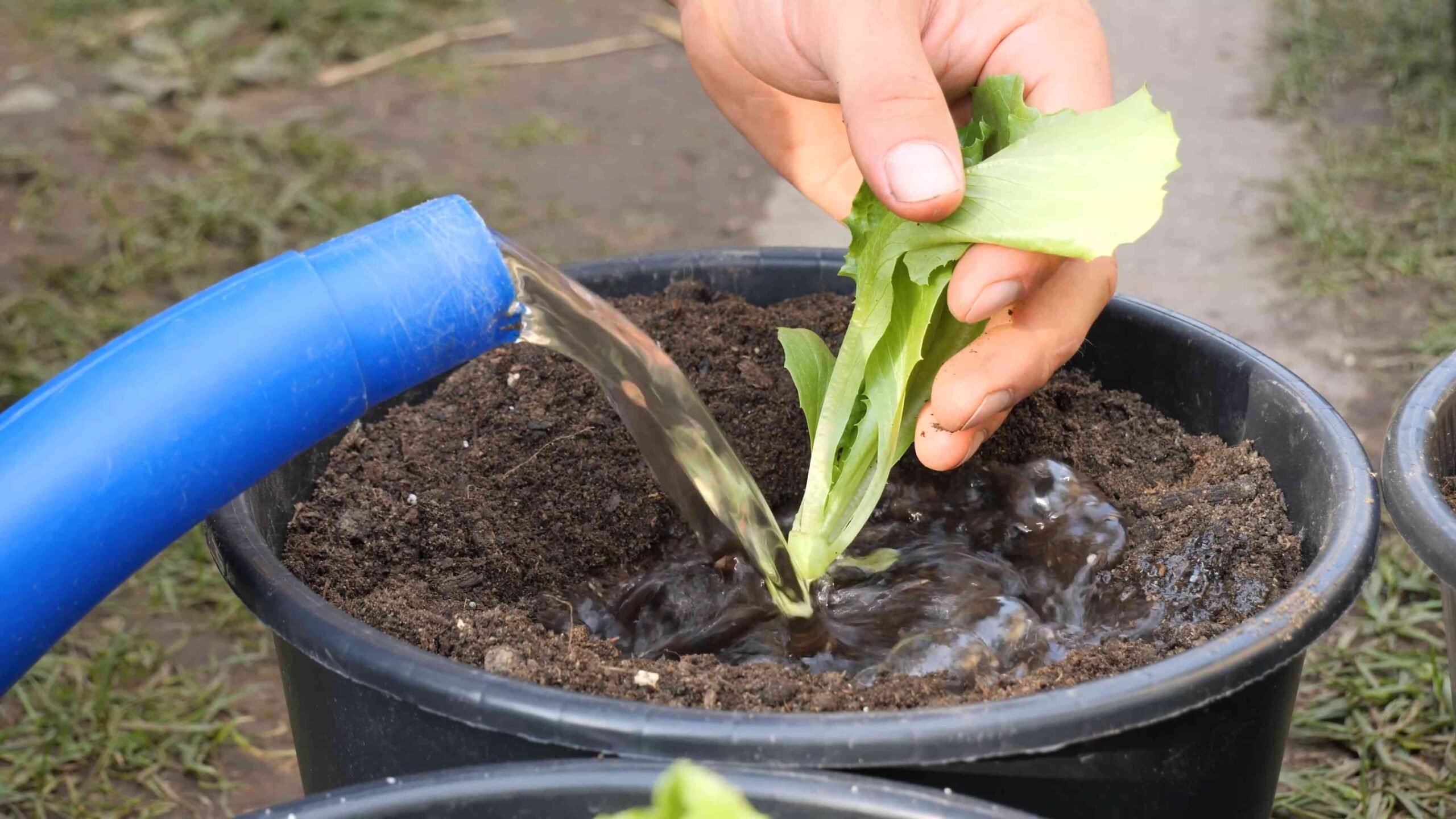 Growing Iceberg Lettuce Containers