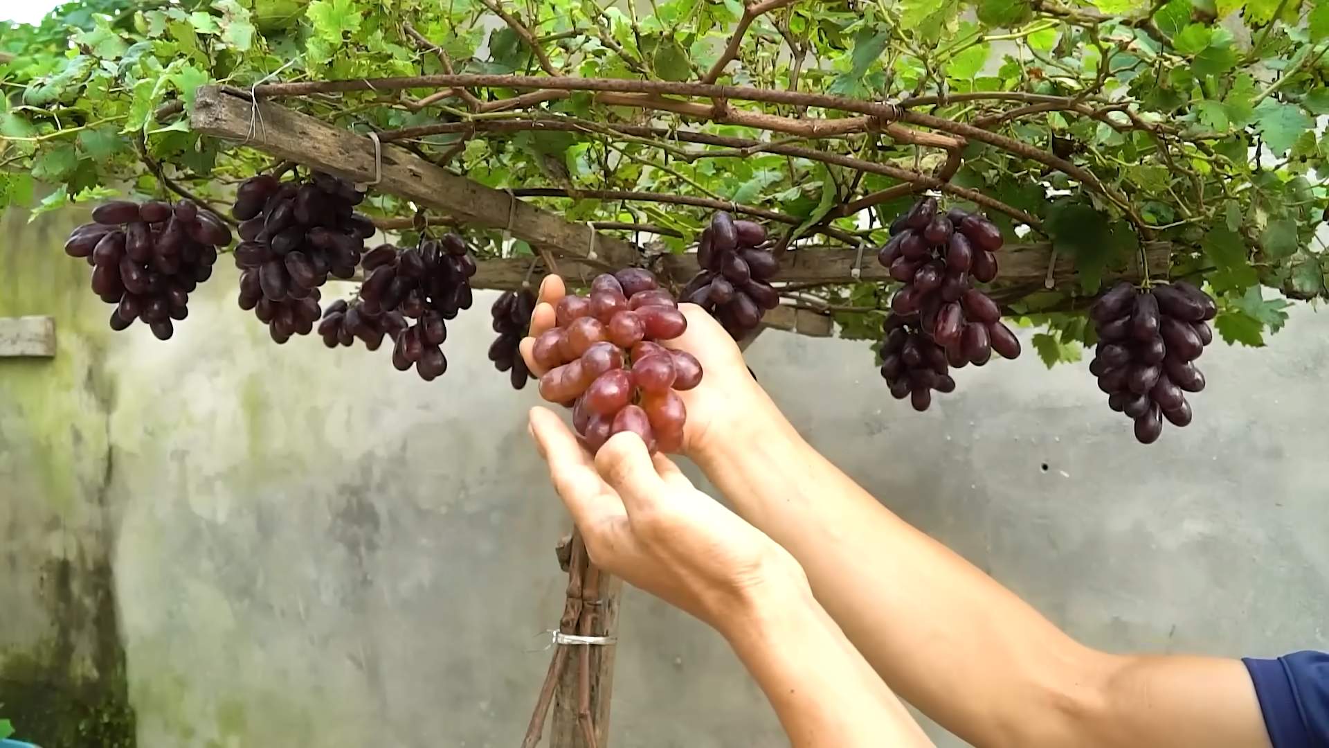 Cultivating Grape Vines at Home