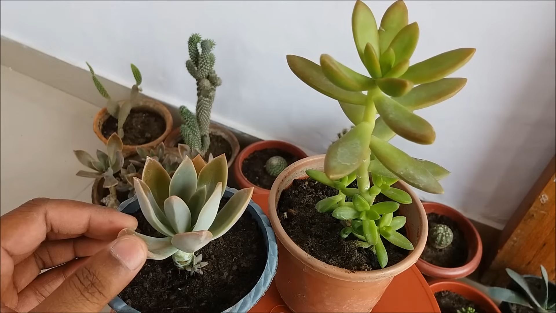 Growing Violets Easy Care Tips