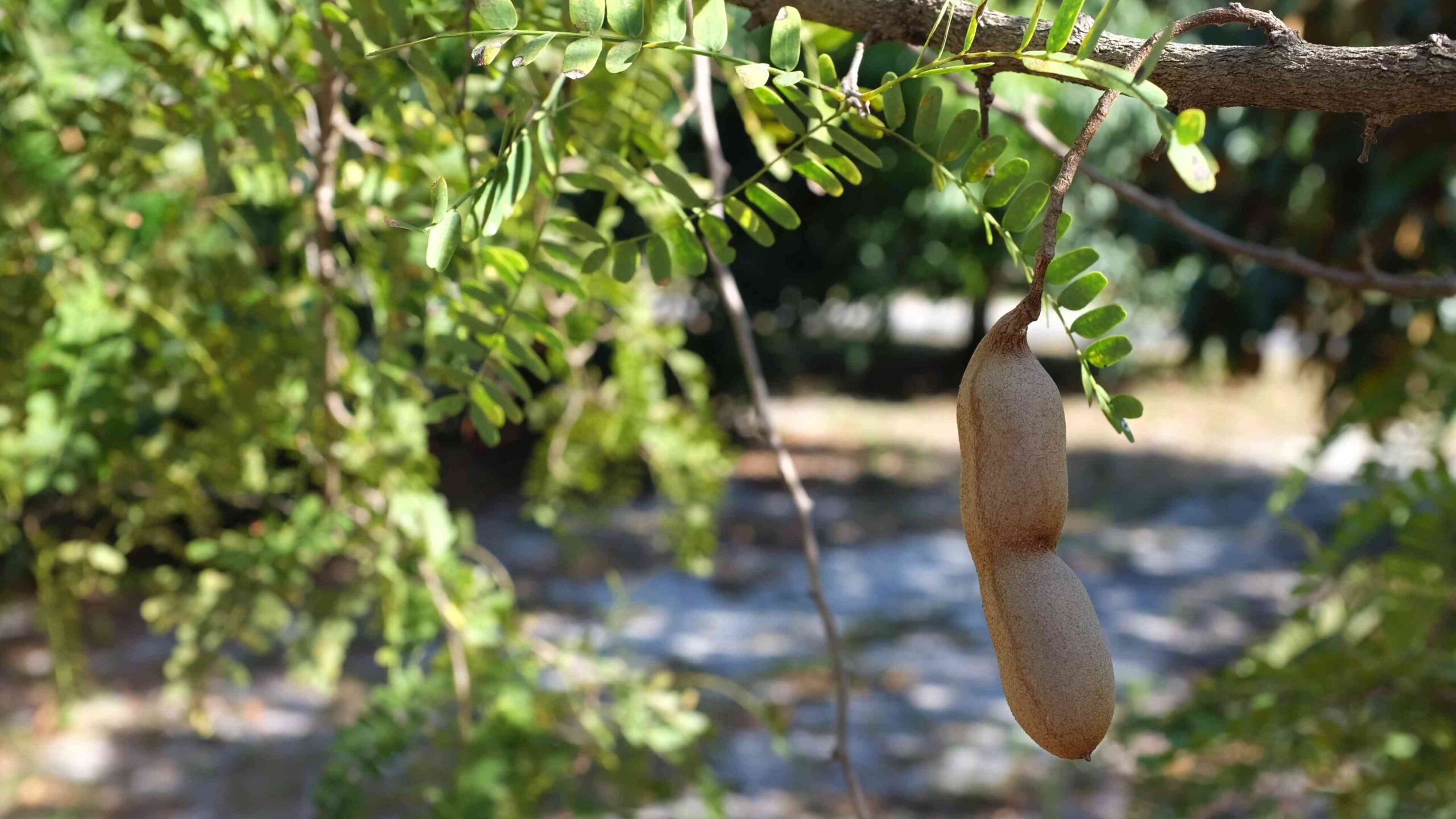Growing Tamarind Tree