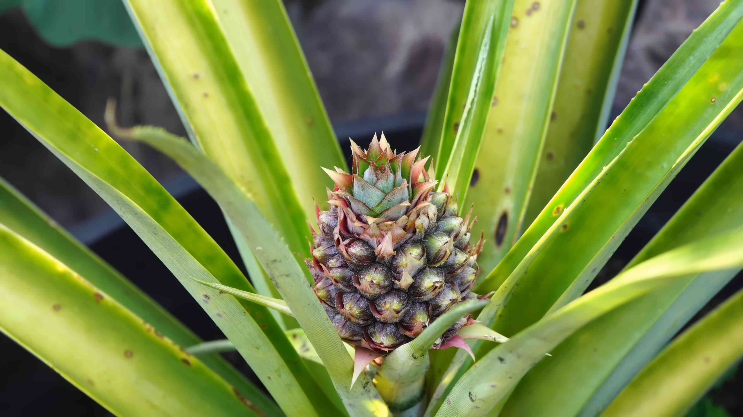 Grow Pineapples in Containers