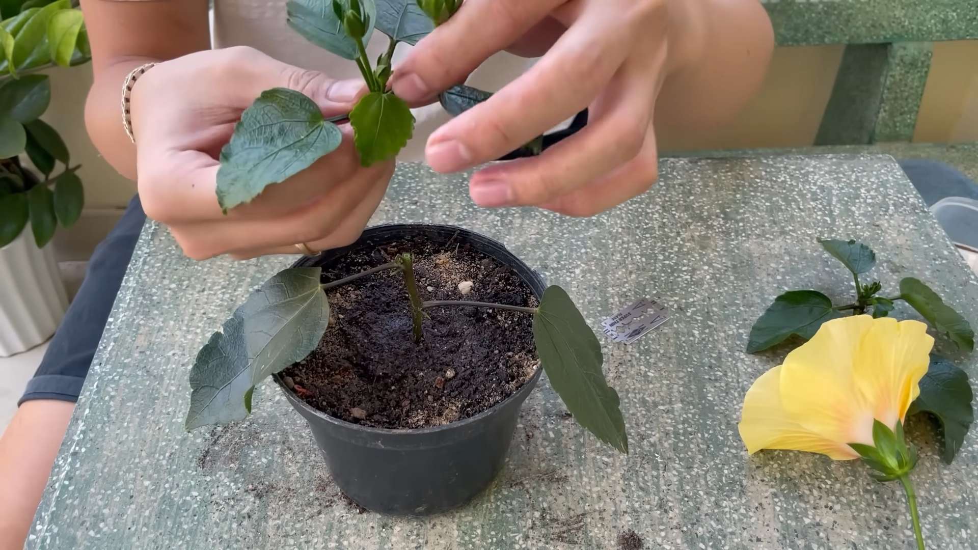 Grow Huge Hibiscus Flowers
