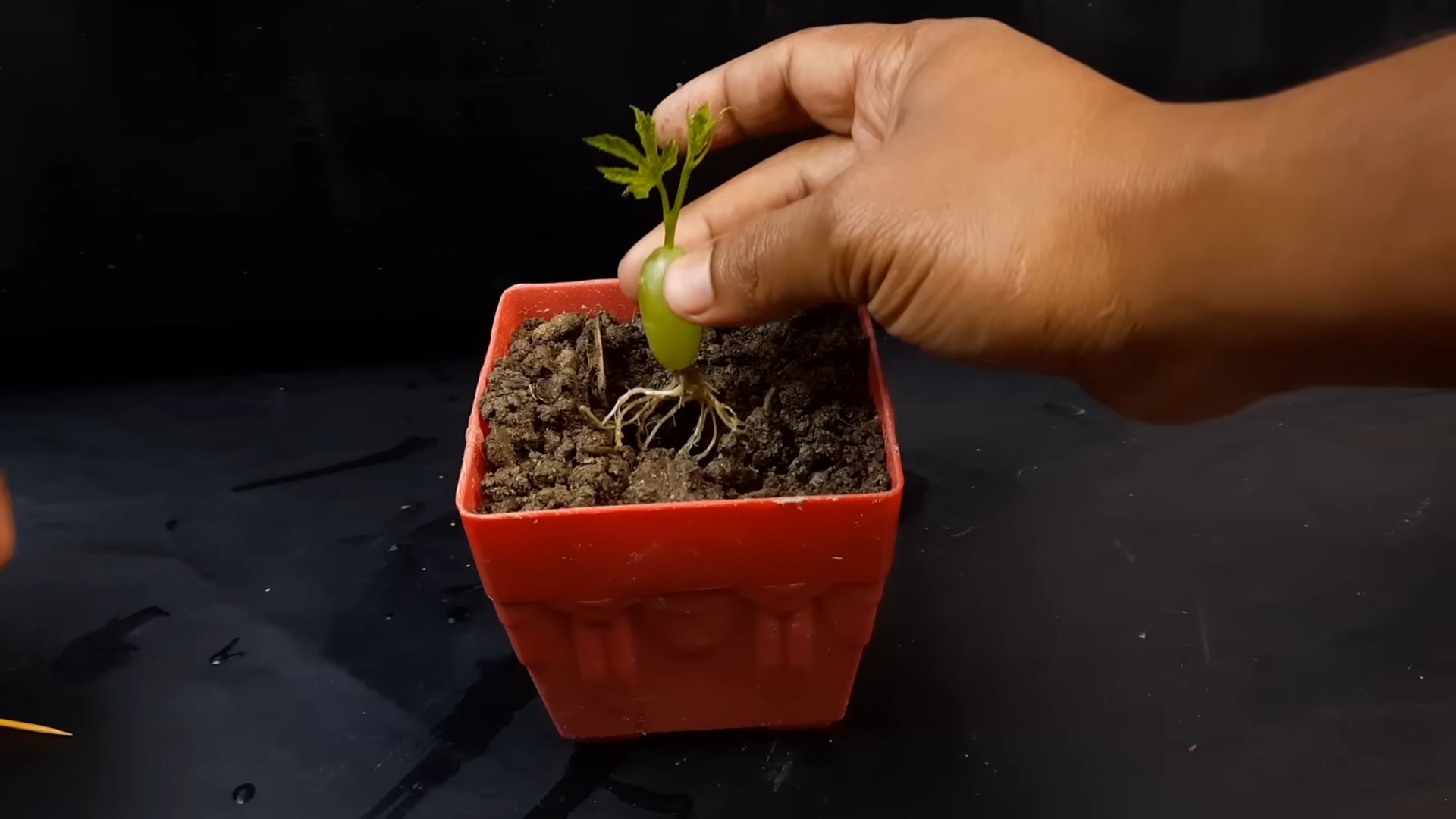 Grapevine propagation water method