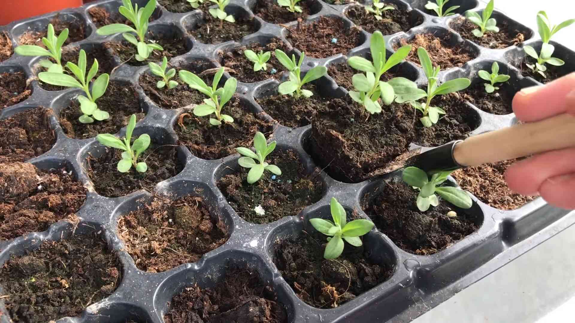 Grow Lupins From Seed