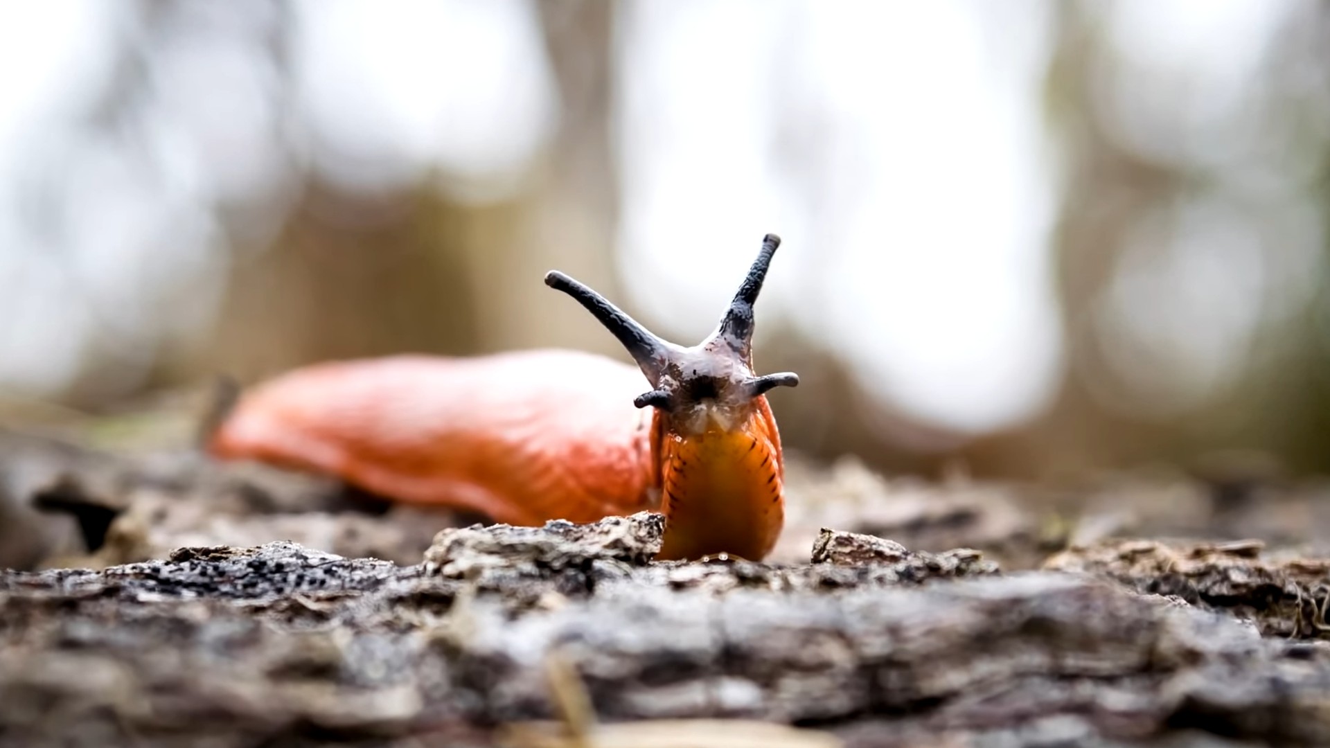 Coffee Grounds for Garden Pest Control