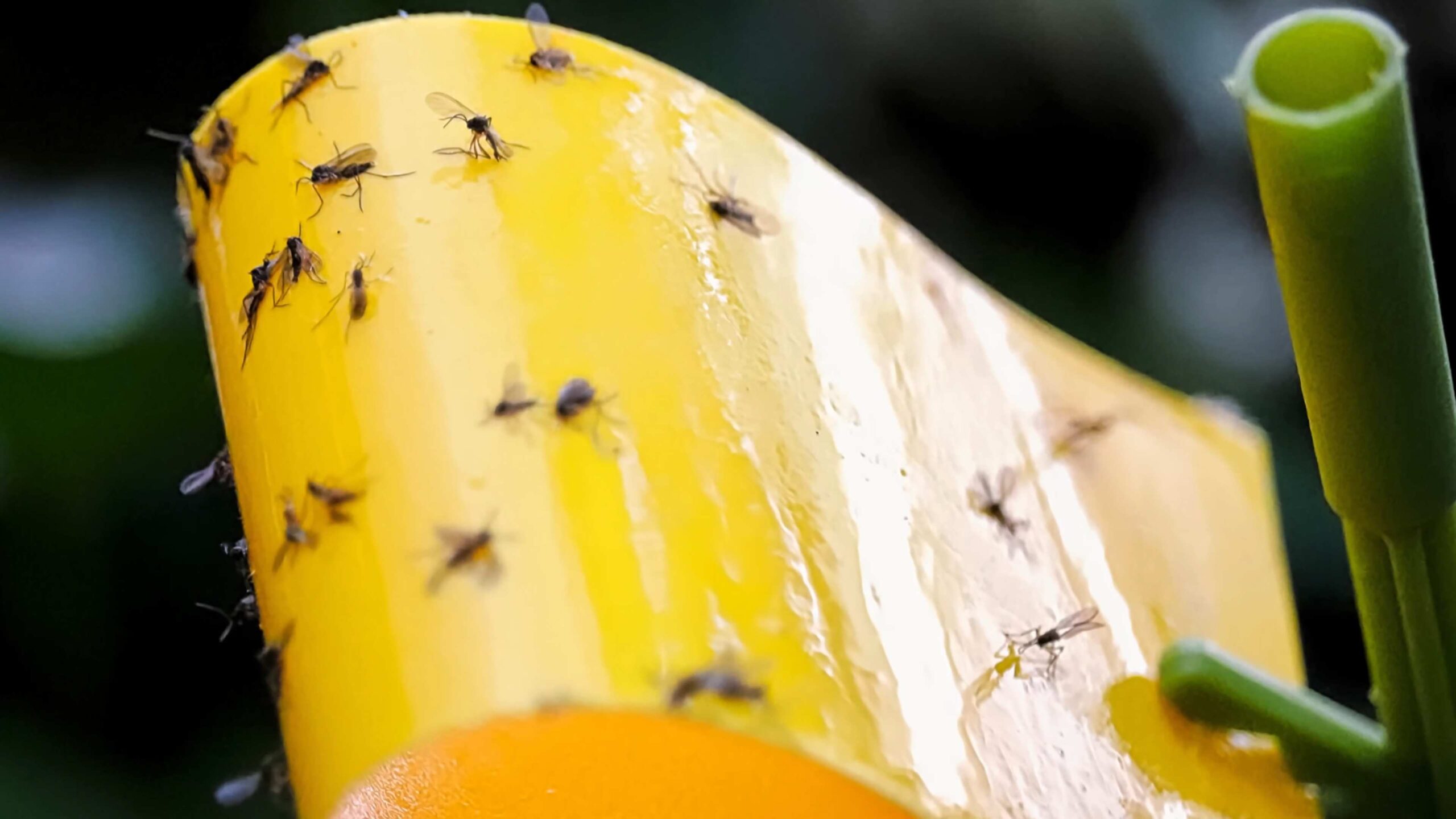 Cinnamon for fungus gnats