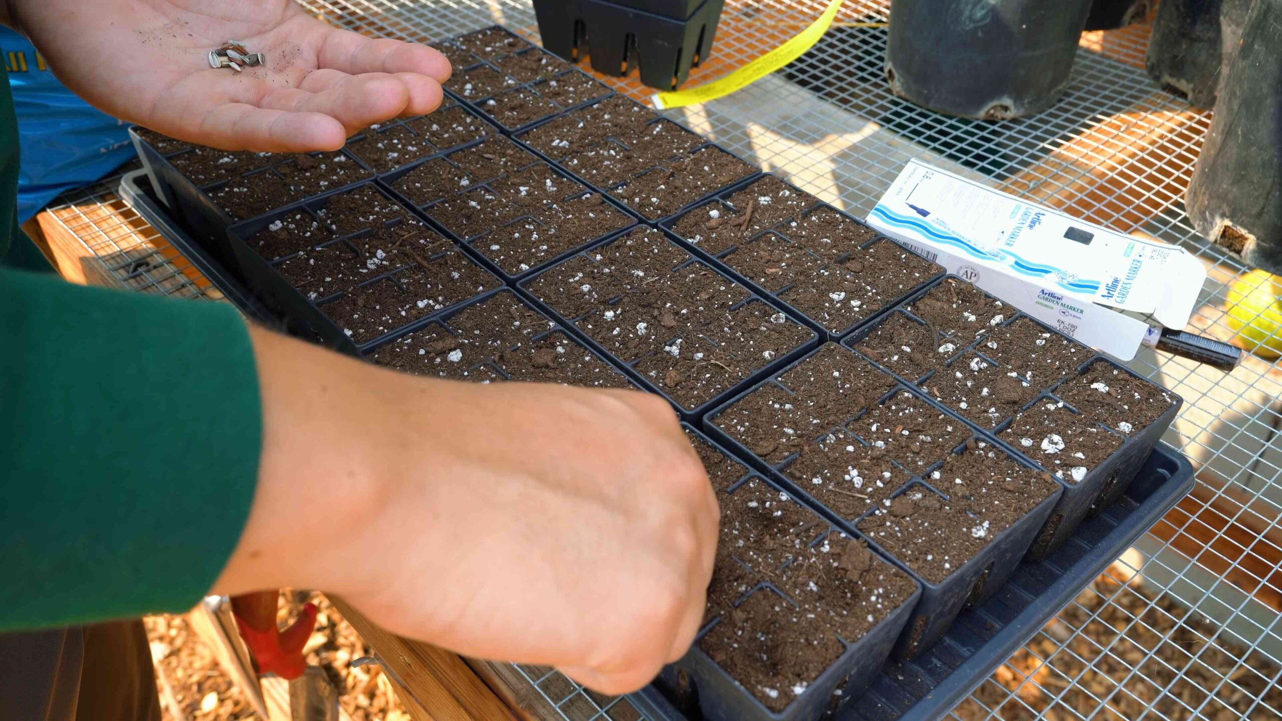 Planting Sunflowers Expert Tips