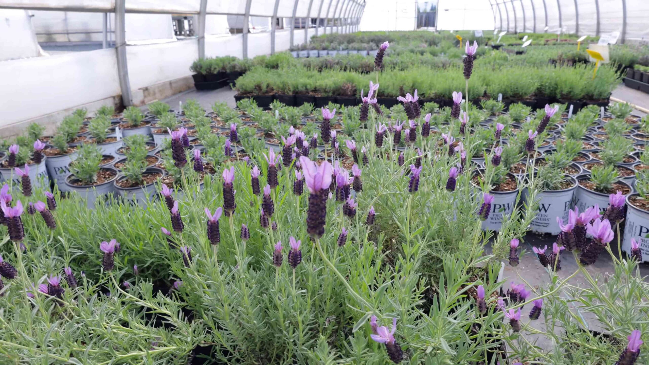 Grow Lavender Shrubs