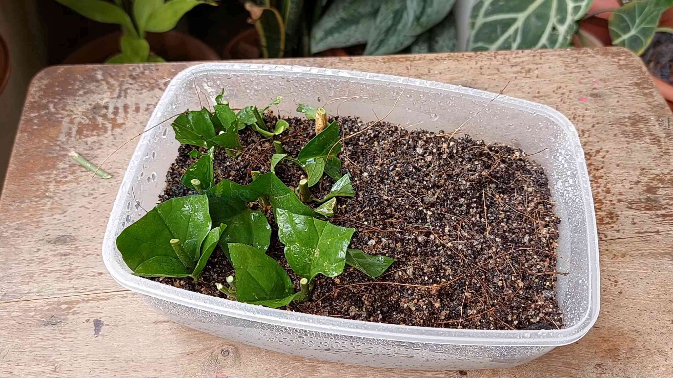 Arabian Jasmine Propagation and Care