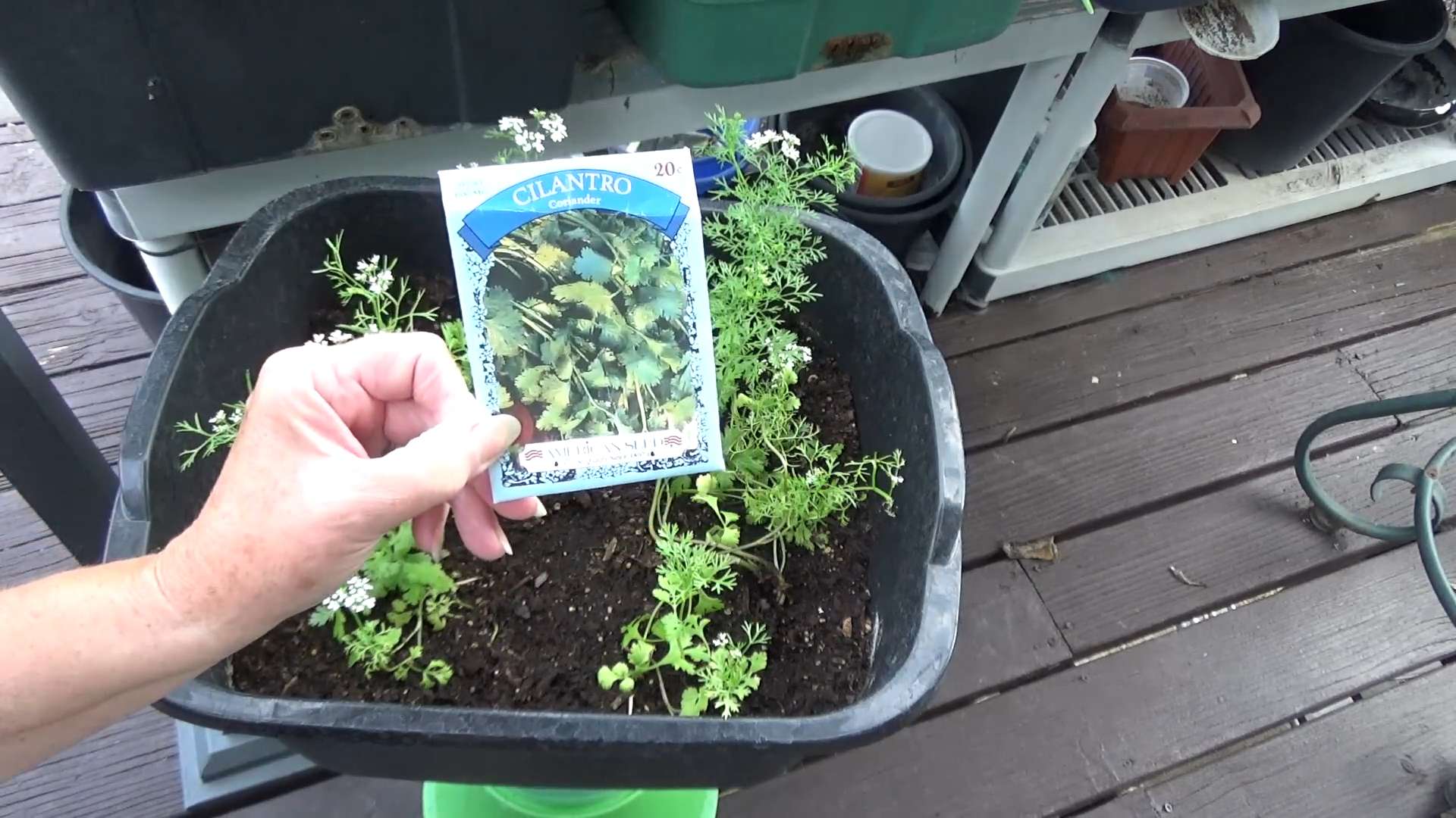 Grow Cilantro at Home