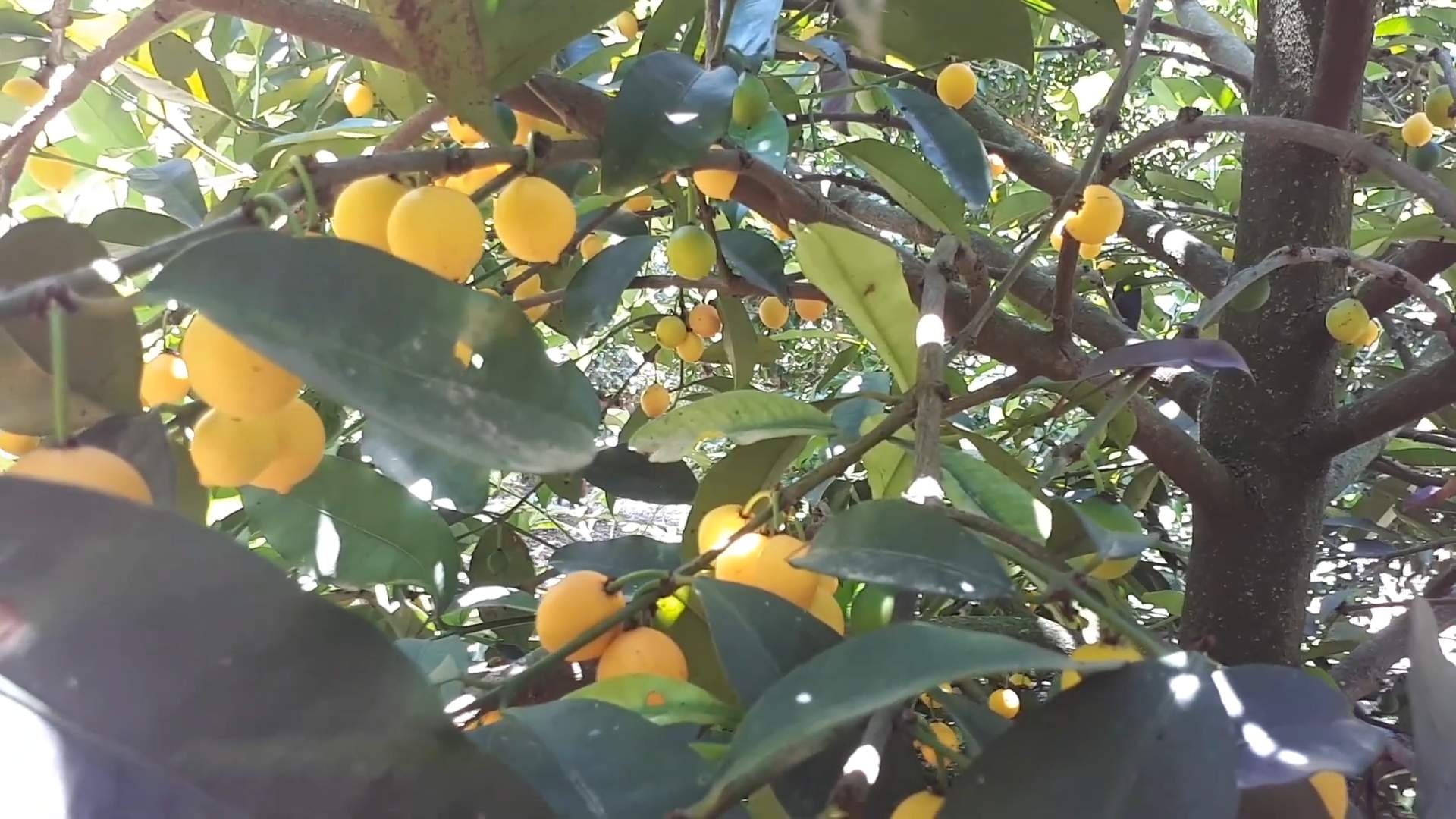 Garcinia Intermedia Benefits and Growth