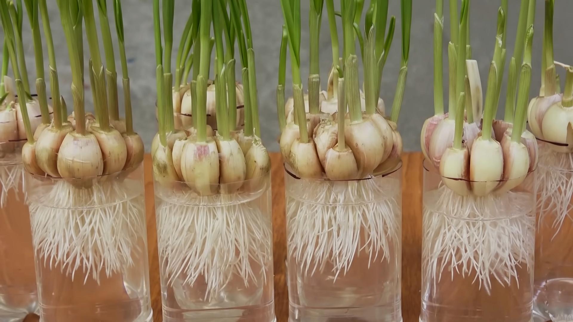 Garlic in Plastic Bottles